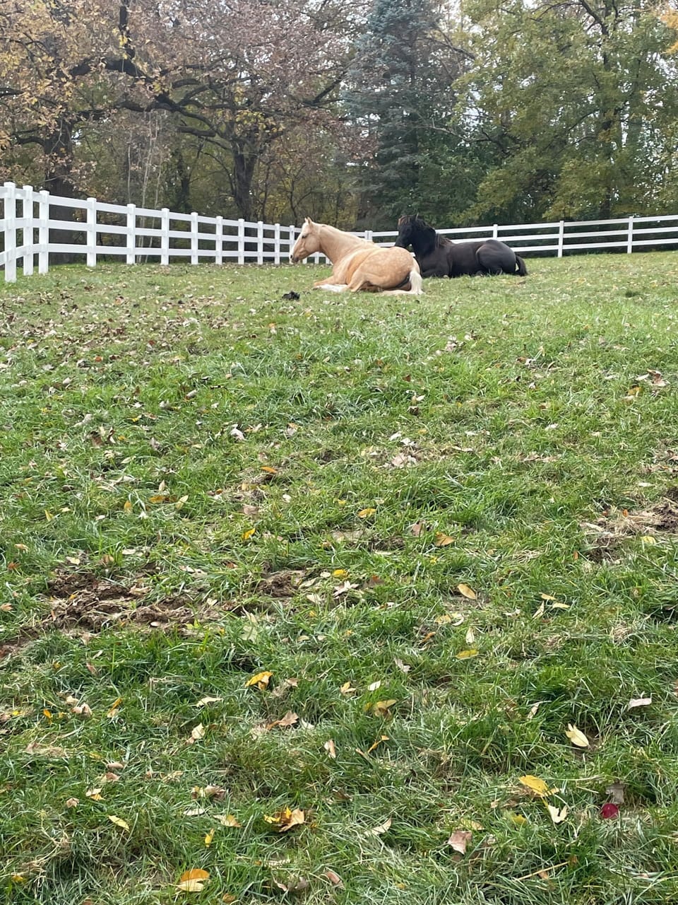 Kayla and Sunny Day taking a break!
