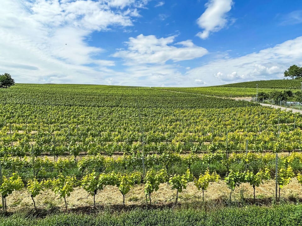 Green, Agriculture, Plantation, Field, Plain, Crop, Vineyard, Rural Area, Farm