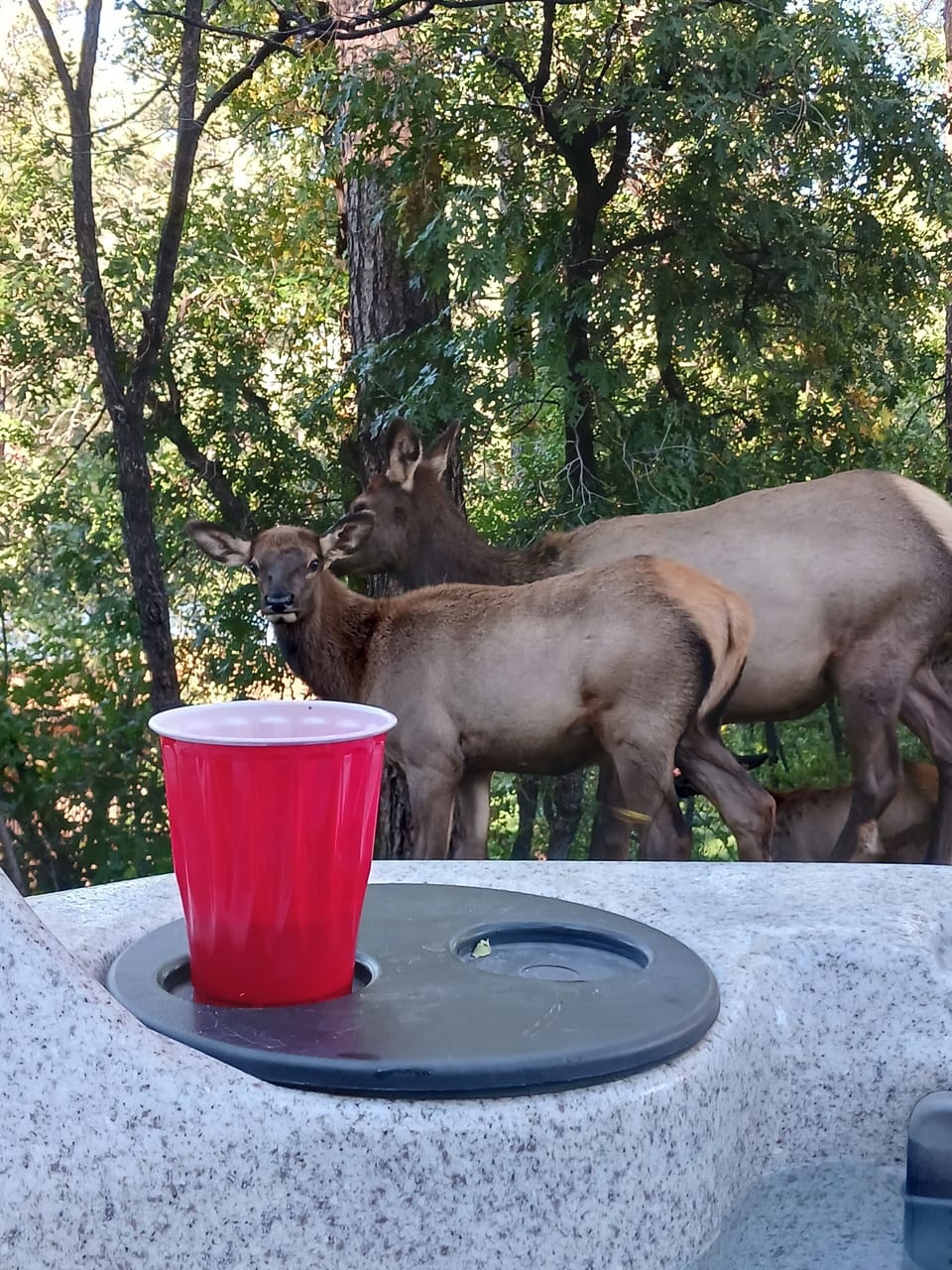 Sitting in the hot tub watching Elk