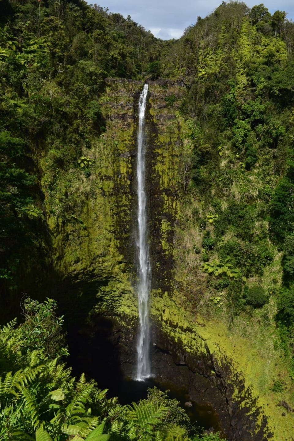 Akaka Falls State Park.  10 minutes from house.