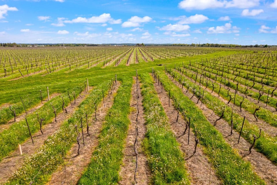 Winery in NOTL