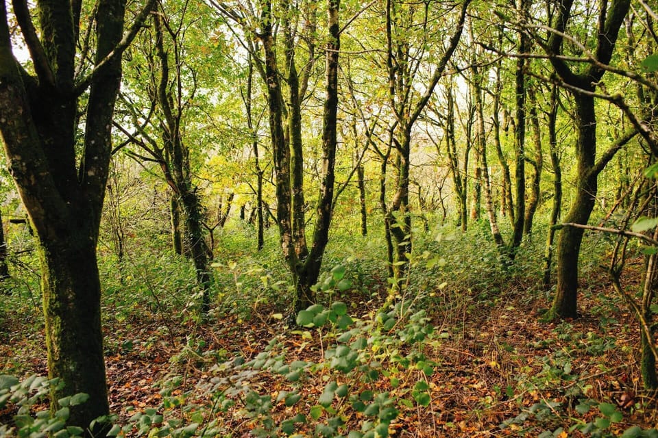 Mature woodland available for guests use
