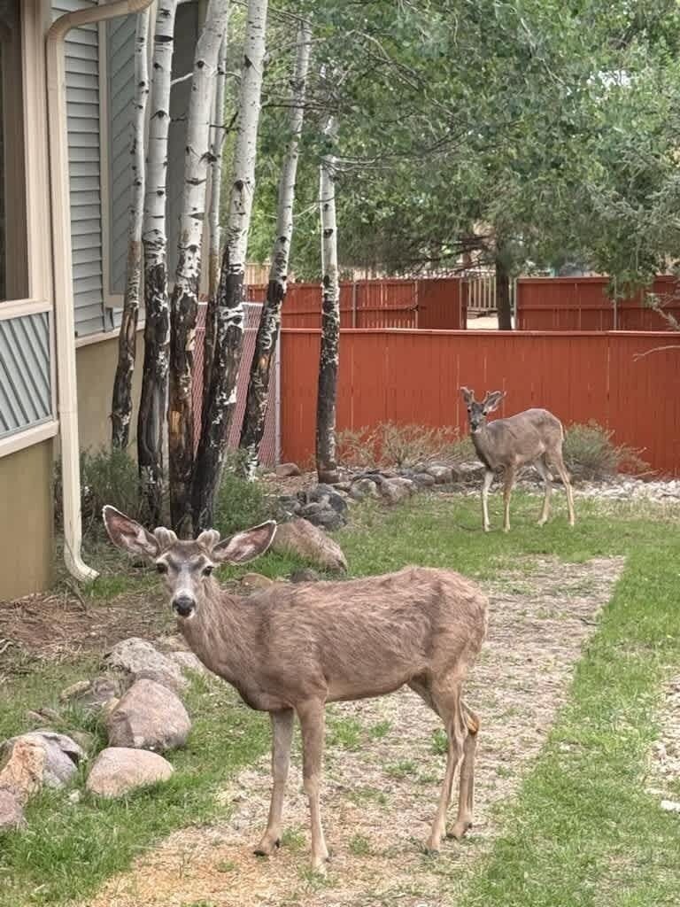 Catch deer, wild horses, or elk while sipping morning coffee outside.