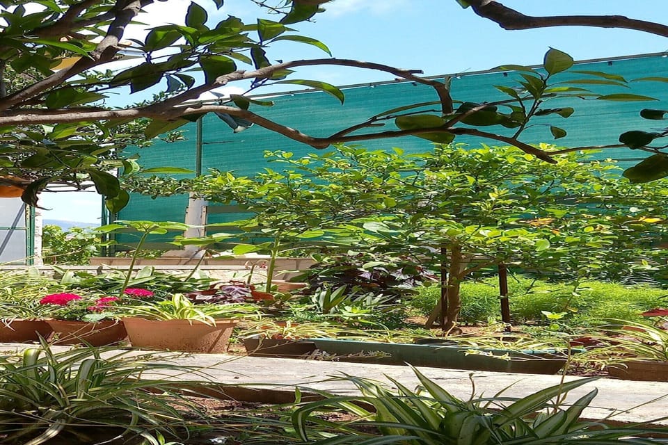 Garden [summer]