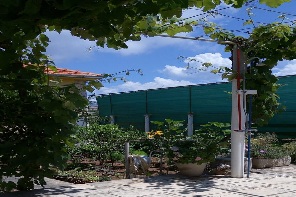 Garden [summer]