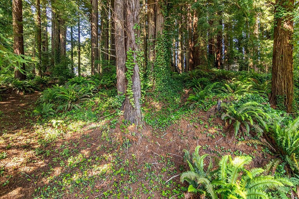 Surround yourself with Redwoods & ferns views.
