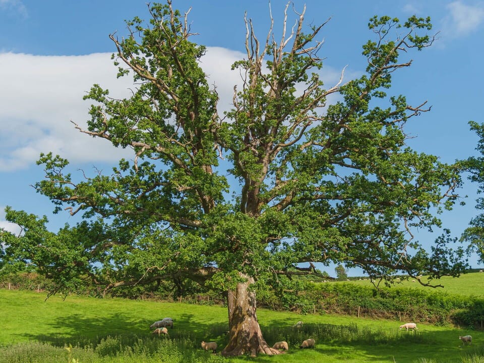 Leaf, Branch, Trunk, Woody Plant, Twig, Meadow, Prairie, Pasture