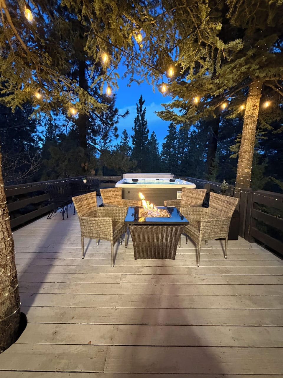 Holiday lights under forest trees!