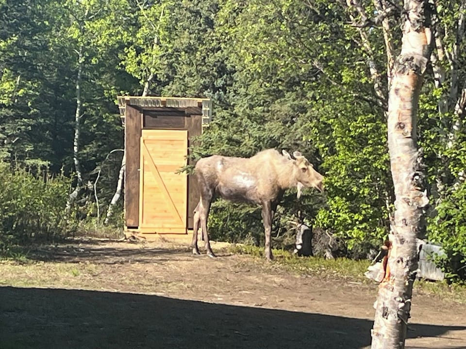 Moose frequent our property
(view of our new outhouse too)!!