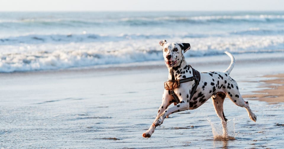 Mudjimba North Shore Off-Leash Dog Beach