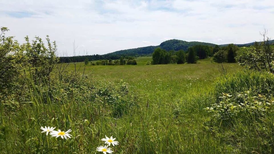 Lush meadow with beautiful flowers and green grass, perfect for outdoor activities.