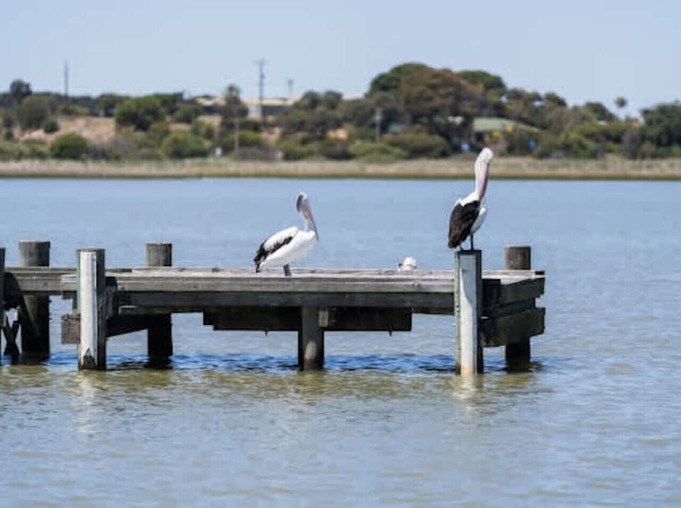 Pause by the water’s edge, watching pelicans perch quietly along the timber jetty.