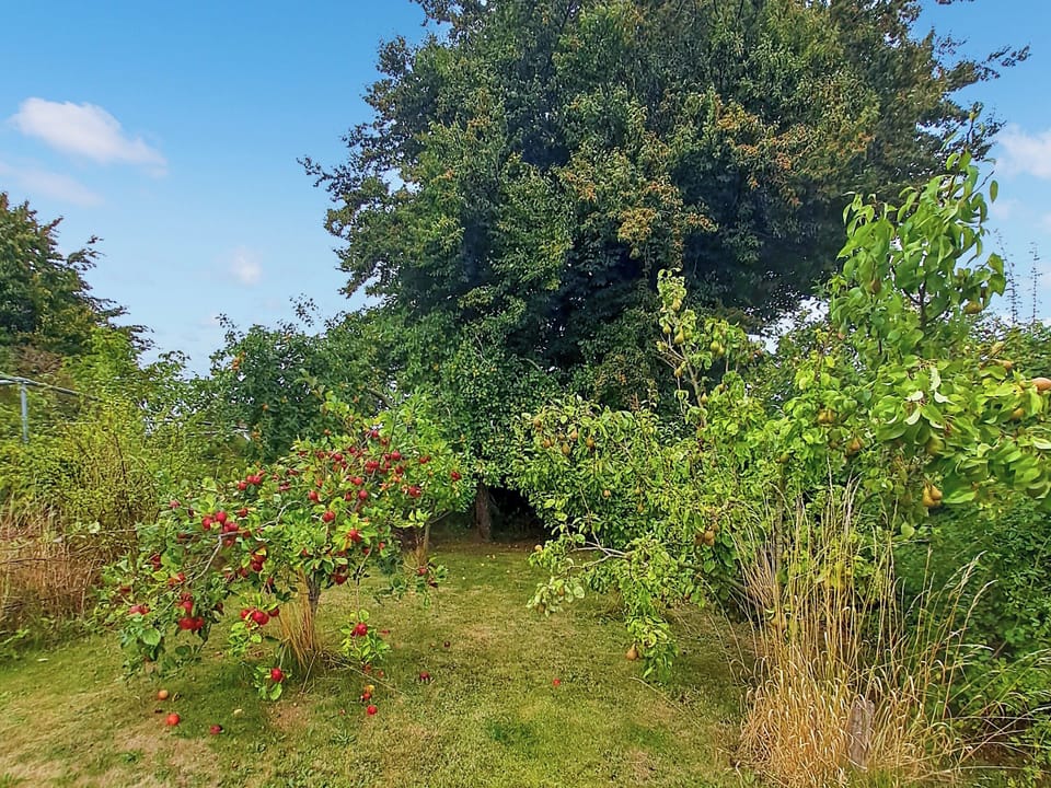Fruit trees in the garden. | Brockhill House, Beaminster