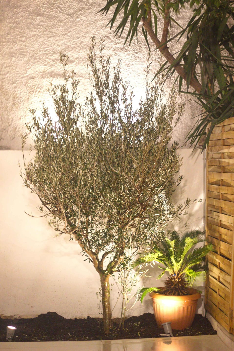 Night-lit olive tree in private courtyard