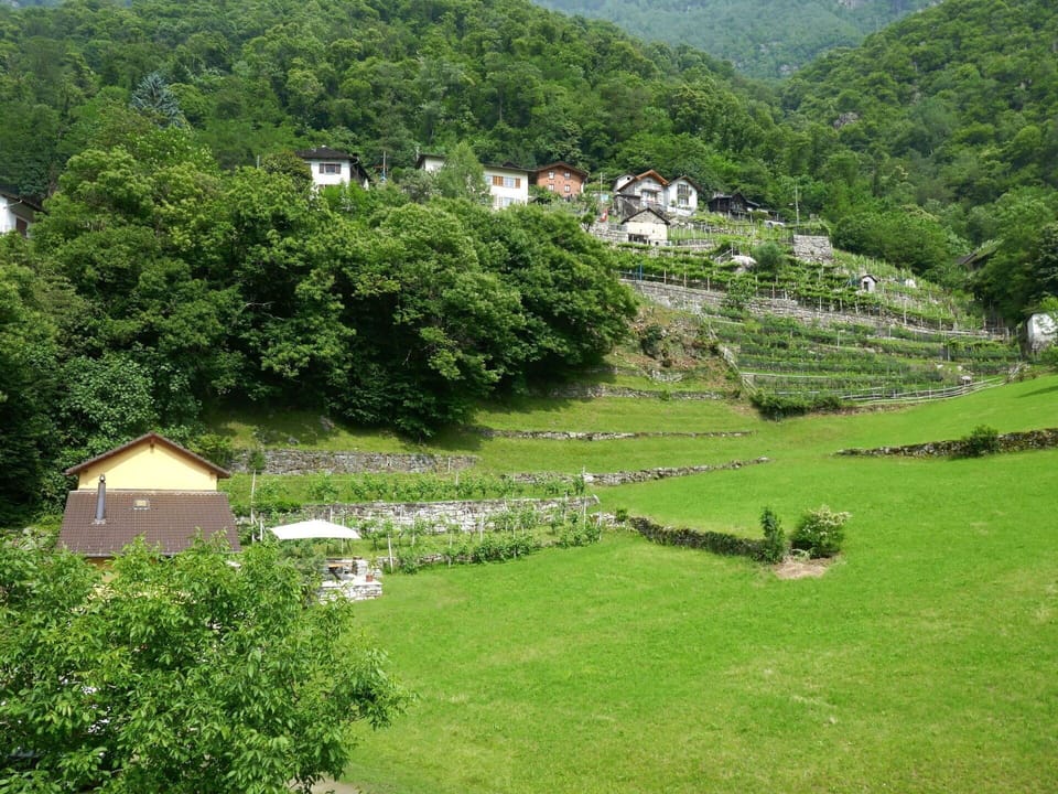 Green, Vegetation, Shrub, Rural Area, Hill Station, Groundcover, Spring, Plantation, Garden