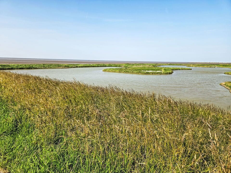 Water, Water Resources, Marsh, Natural Environment, Green, Natural Landscape, Grassland, Plain, Ecoregion