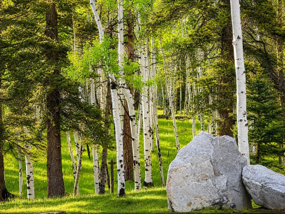 A sunlit forest of graceful aspens and evergreens, offering a peaceful setting.
