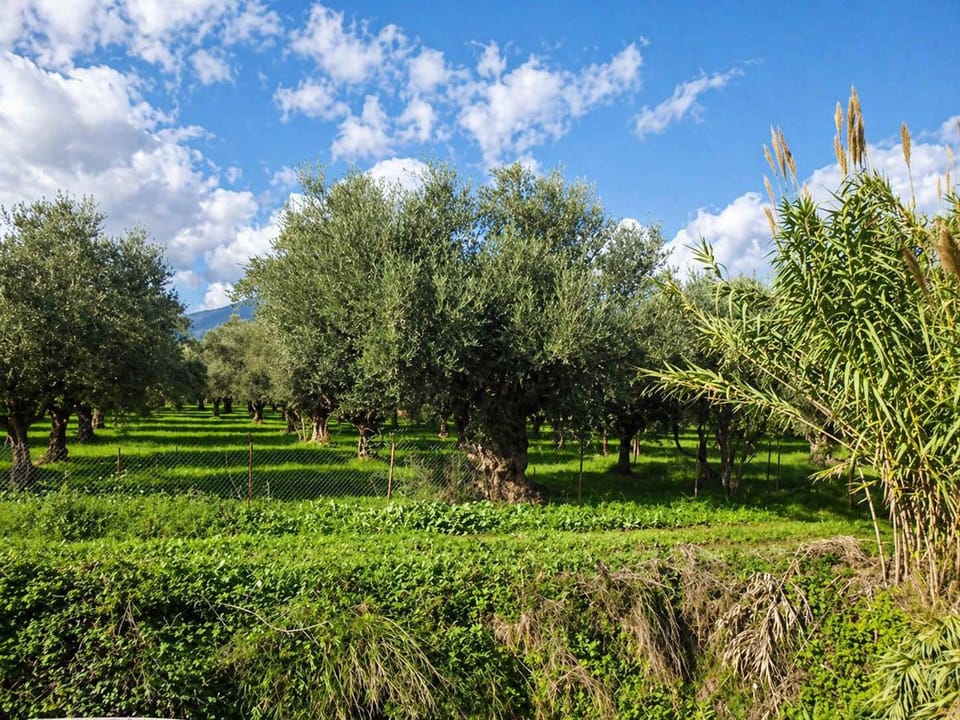 Discover the ancient olive groves just 1 km from the village, offering a peaceful and authentic countryside experience
