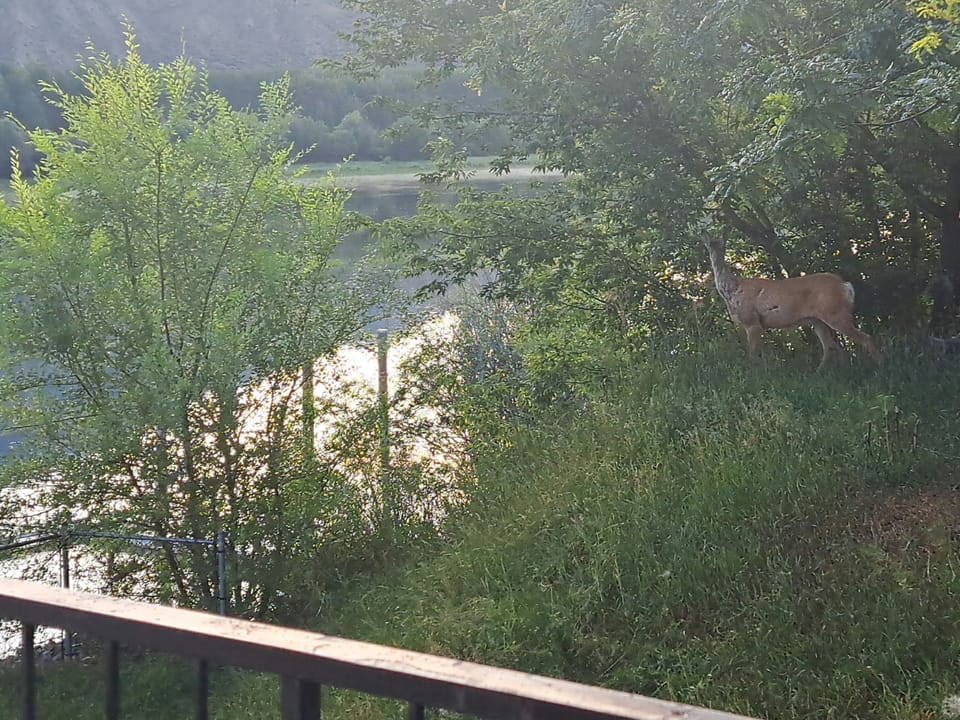 Nature at its finest—serene views and beautiful wildlife outside the window!