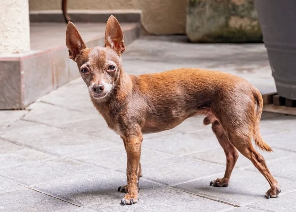 Meet Pele, one of the property's friendly dogs