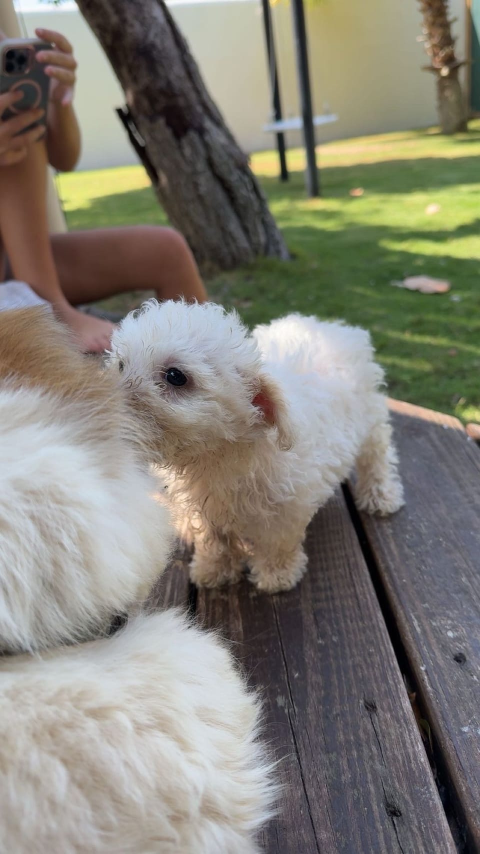 Our newest addition to the family💕 ☀️Summer☀️
