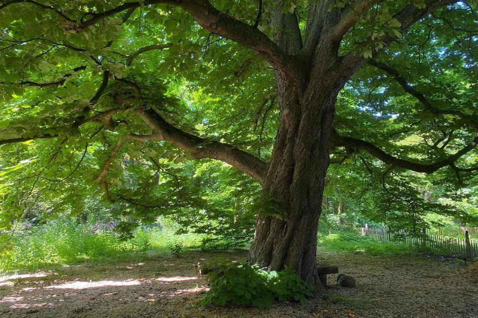 Garden [summer]