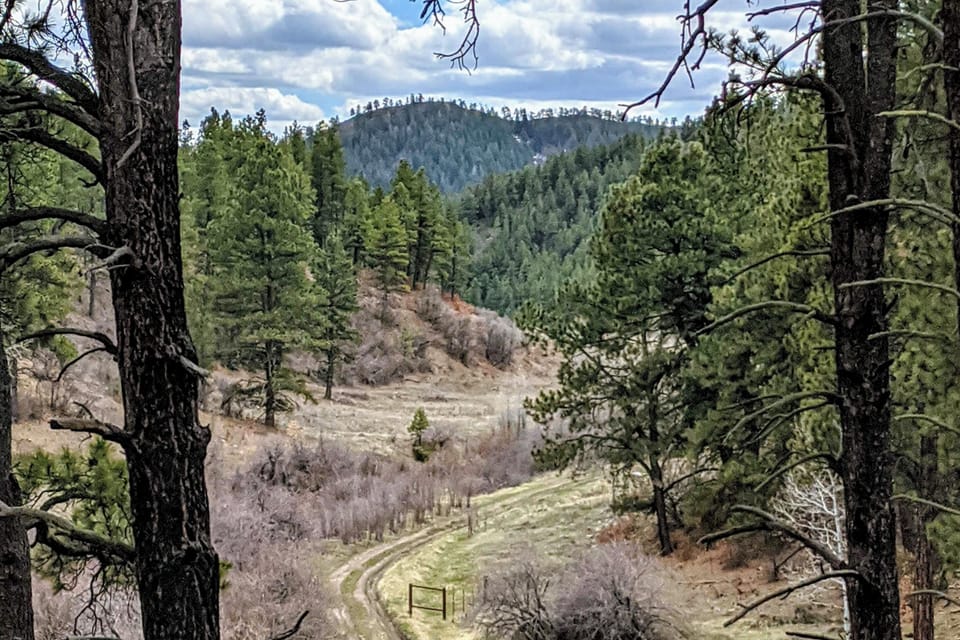 Trails in Forest Lakes