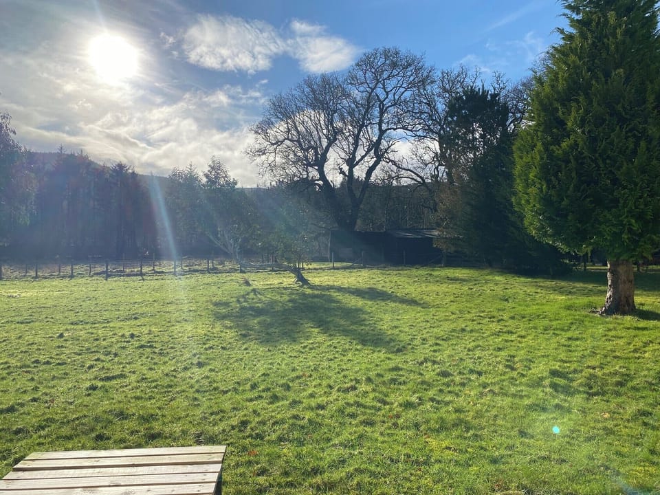 The back garden on a winter morning