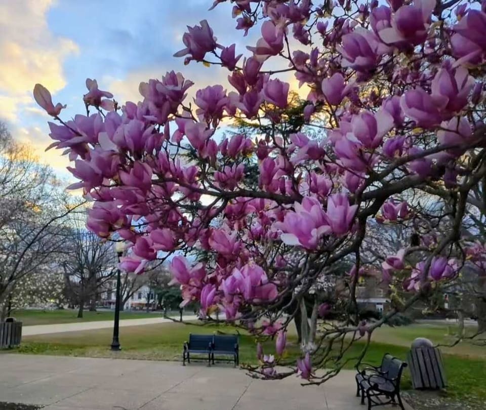 Lincoln Park - Open public green space with statues of Abraham Lincoln & civil rights activist Mary McLeod Bethune.