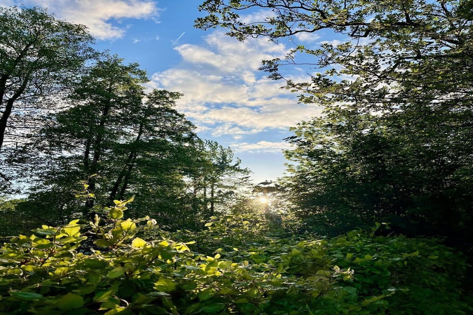 Garden [summer]