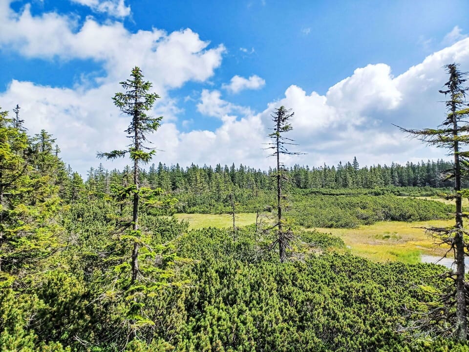 Green, Natural Environment, Vegetation, Forest, Wilderness, Plant Community, Larch, Woody Plant, Northern Hardwood Forest