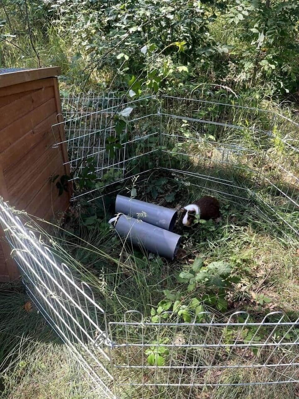 Découvrez nos chonchons, un peu timides mais toujours gourmandes ! Elles adorent l'herbe fraîche et se régalent en toute tranquillité dans leur coin.