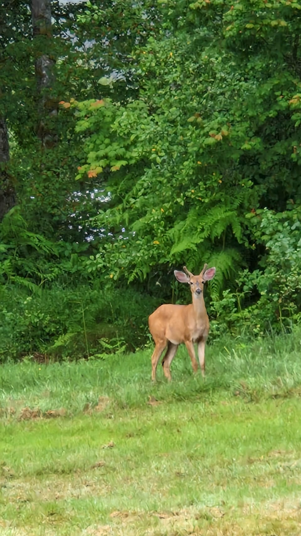 Deer and elk are visiting the backyard all the time and are so fun to observe.