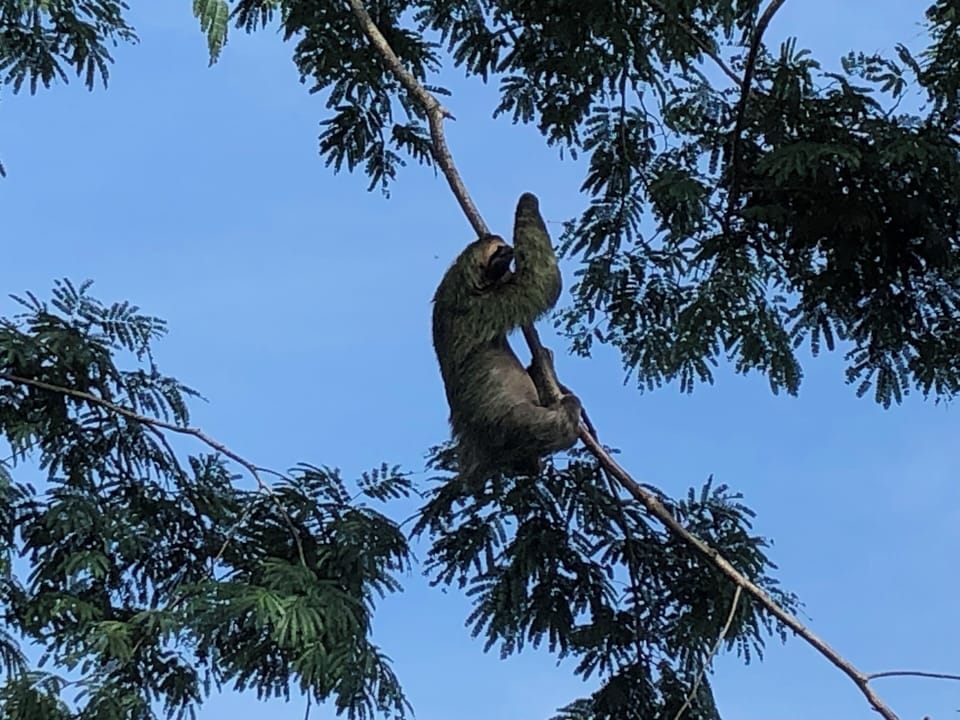 A rare tree sloth visits the villa gardens.