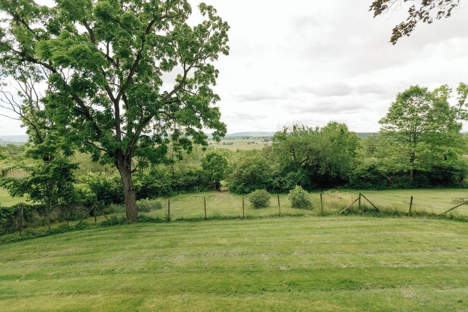 Backyard View in the summer