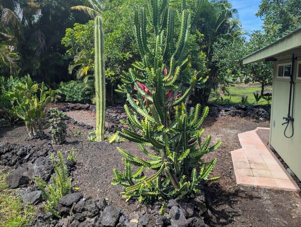 Beautiful cactus garden.