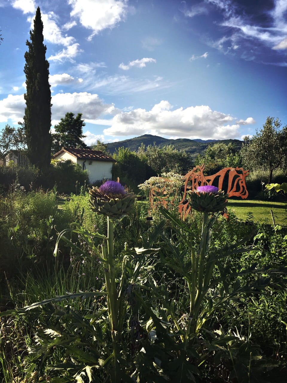 Flower, Shrub, Garden, Flowering Plant, Meadow, Wildflower, Herbaceous Plant, Botanical Garden, Plantation