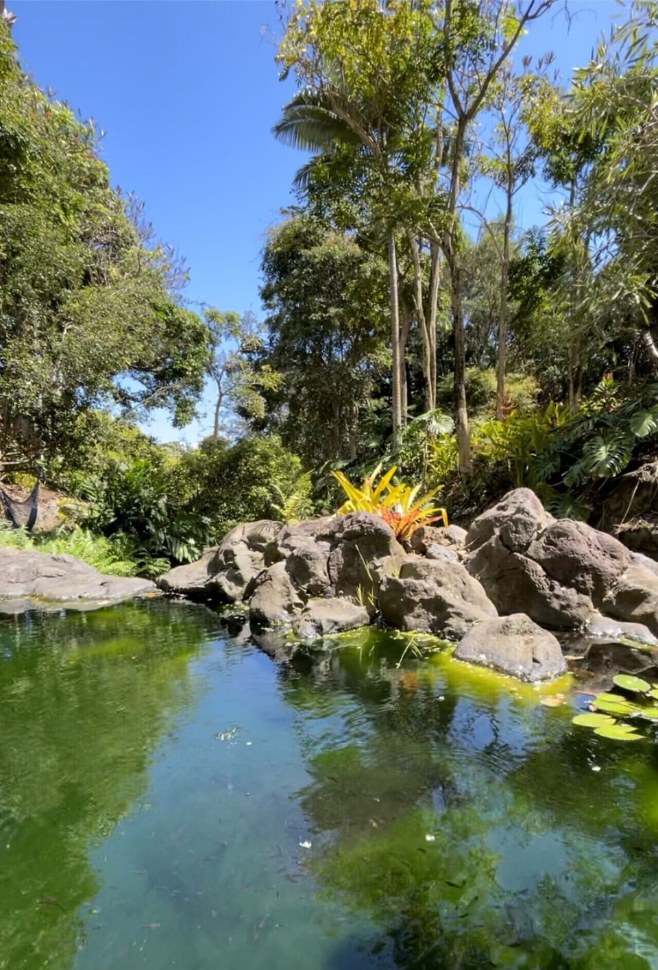 Still pool at Waiulili Stream