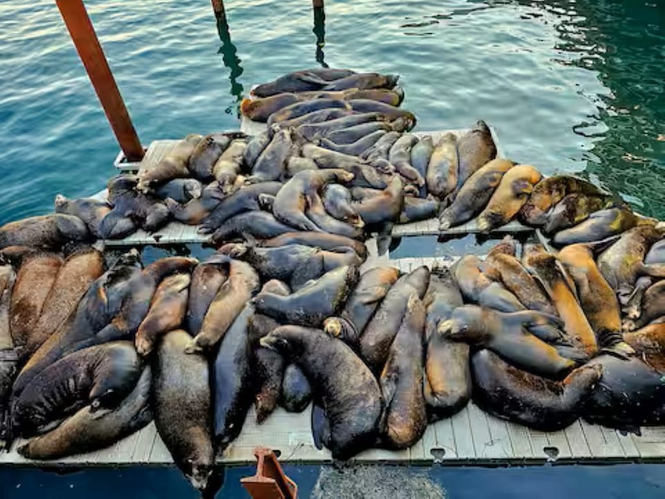 Bayfront sea lions