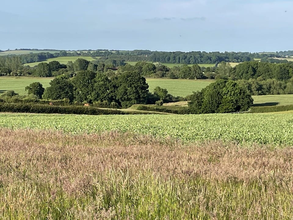 Green, Grassland, Natural Landscape, Vegetation, Field, Plain, Ecoregion, Agriculture, Summer, Land Lot