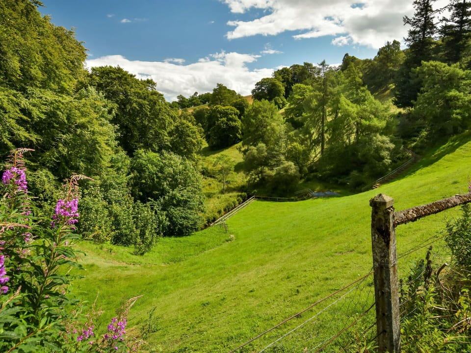 Green, Grass, Natural Landscape, Tree, Nature, Natural Environment, Leaf, Vegetation, Grassland