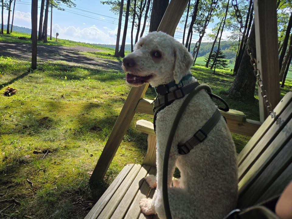 Dog-friendly 