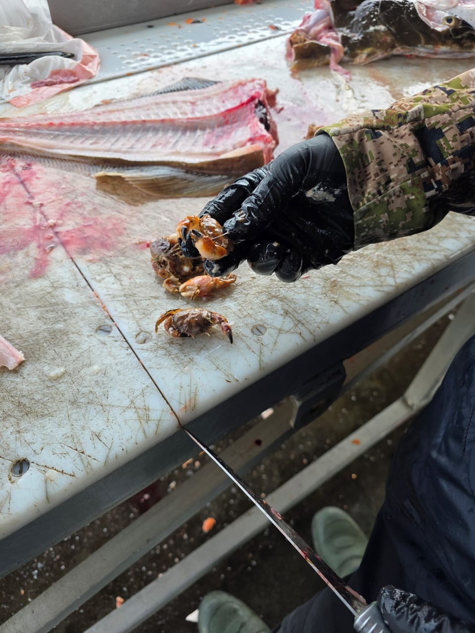 Processing Halibut 