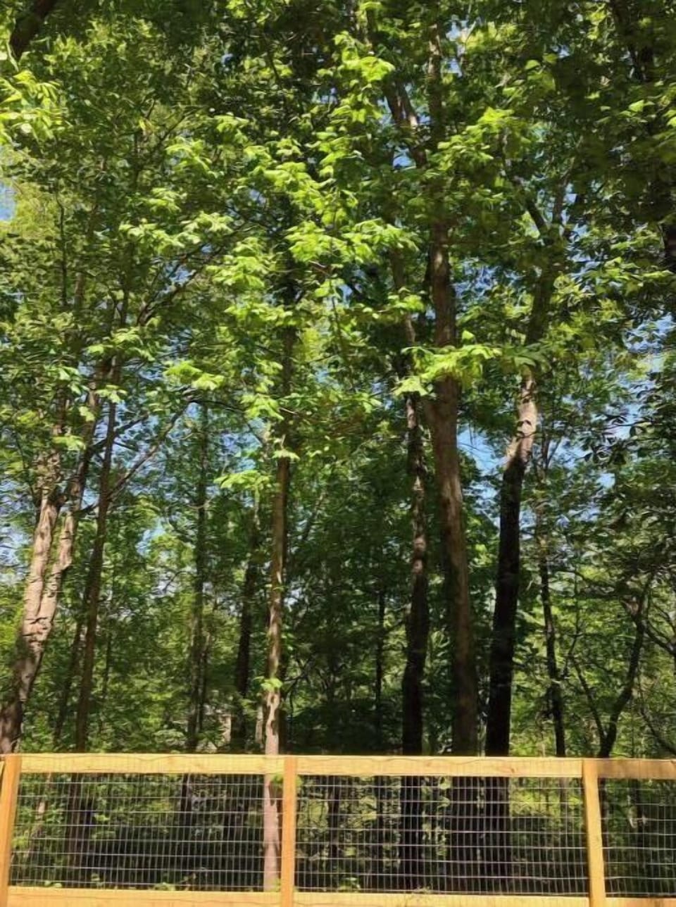 View from backyard