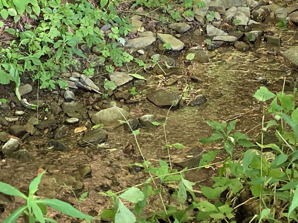 Small stream along the edge of the yard