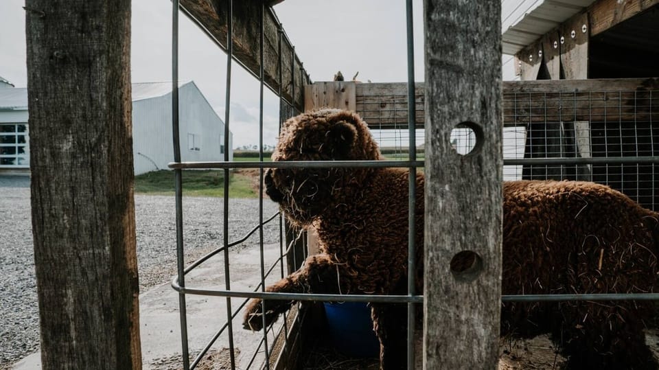 Rw How West Barn- Southview
Farm animals live on property! Our farm animals, Sandy the camel and Maisy the Zebra can't wait to meet you! 