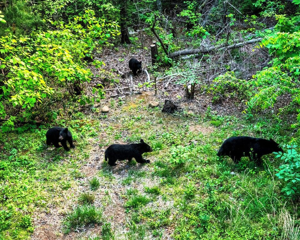 Hoping to spot a BEAR during your stay?  You're in the right place!