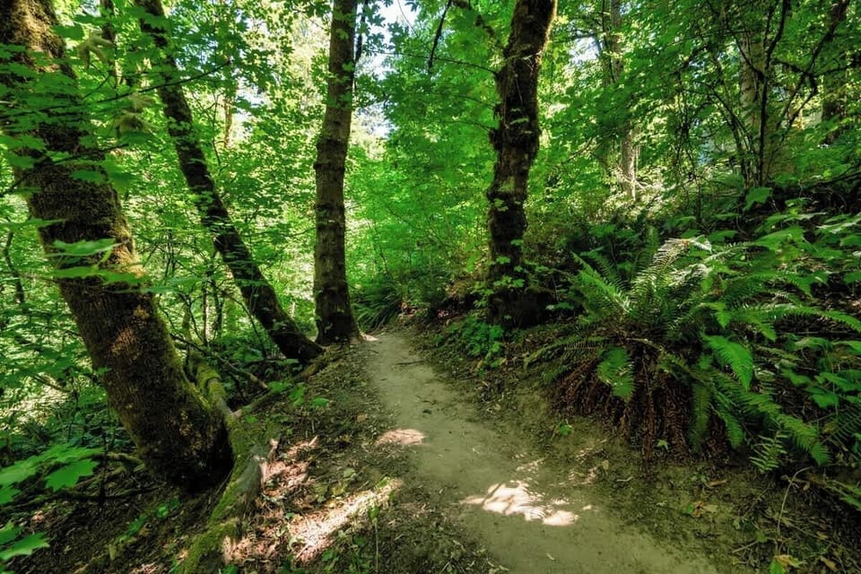 Off-property: Wooded path beside moss-covered tree trunks and ferns.