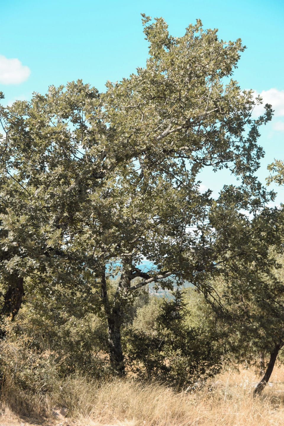 Miscellaneous