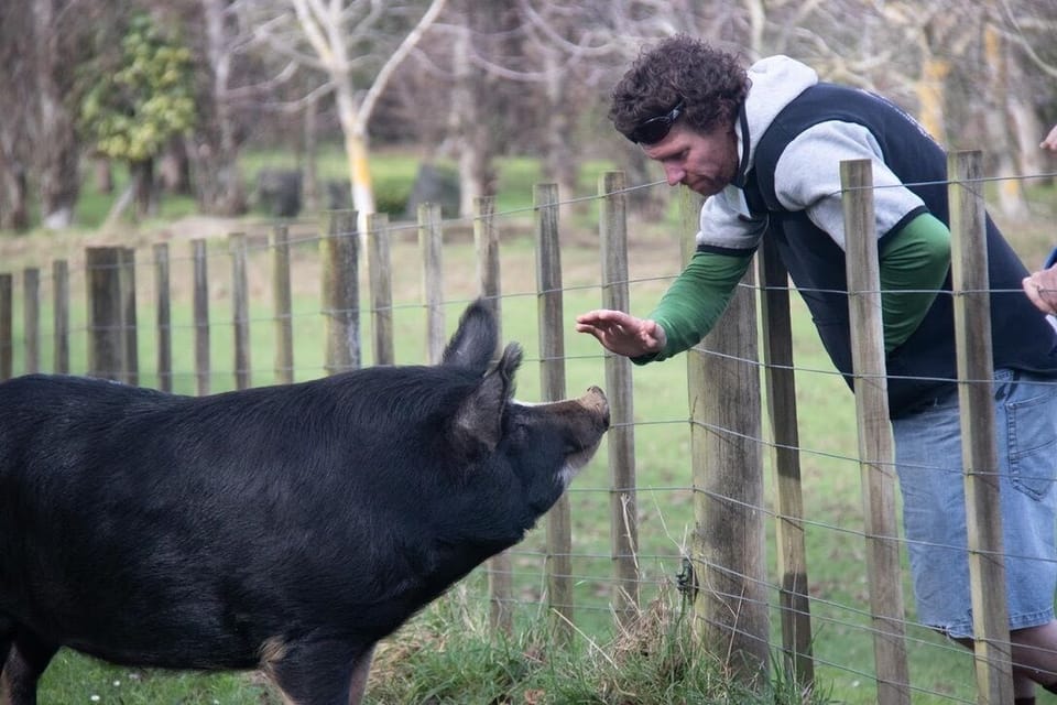 Heritage, free range pigs